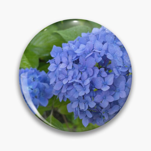 Item preview, Blue Hydrangeas designed and sold by Christine  Wilson Photos.
