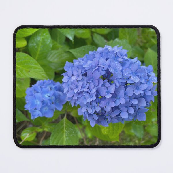 Item preview, Blue Hydrangeas designed and sold by Christine Wilson Photos.