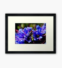 Bug Framed Print