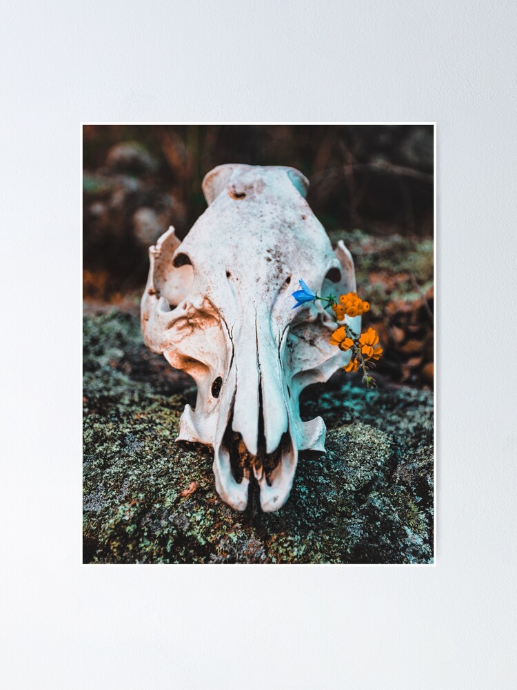 Animal Skull With Flowers Nature Photography Animal Skull With Flowers Nature Photography