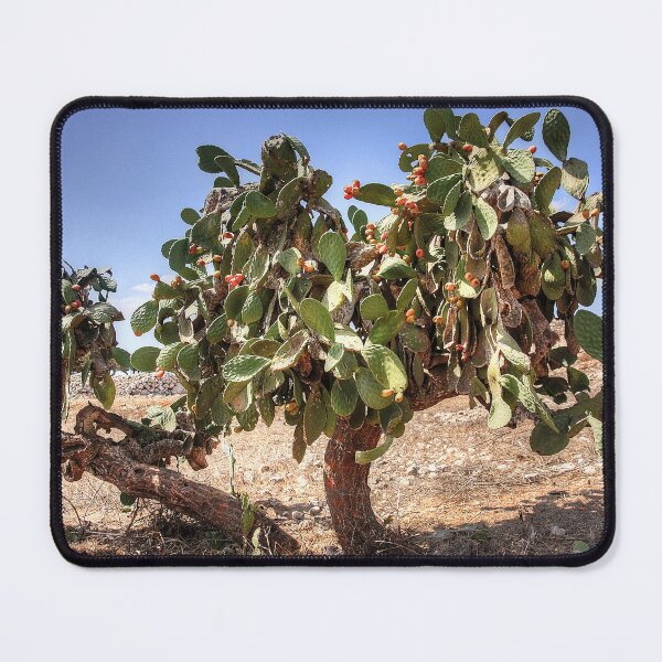 Item preview, Opuntia ficus-indica designed and sold by tomg.