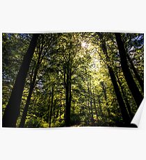 The Dark Woods Poster