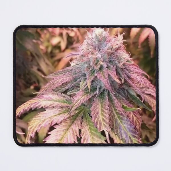 Item preview, Ganj designed and sold by Dripkomplex.
