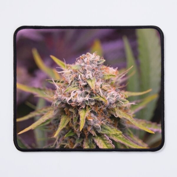 Item preview, Pineapple express designed and sold by Dripkomplex.
