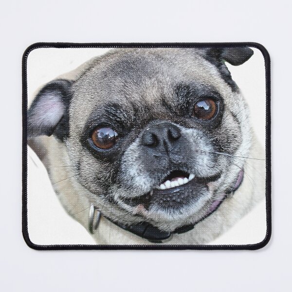 Item preview, Pug dog designed and sold by Metaverse8.