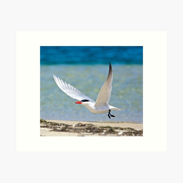 Item preview, MARINE BIRD ~ Caspian Tern pYY2dcr5 by David Irwin designed and sold by tasmanianartist.