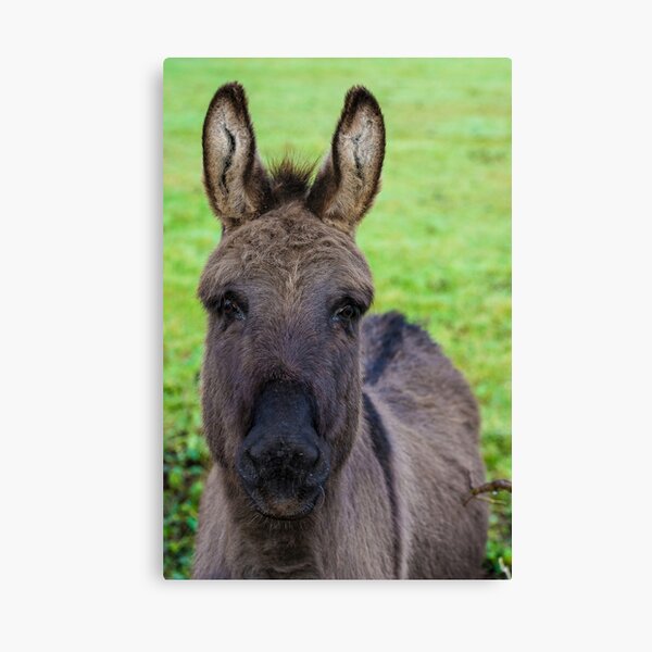 Donkey Poster Canvas Print
