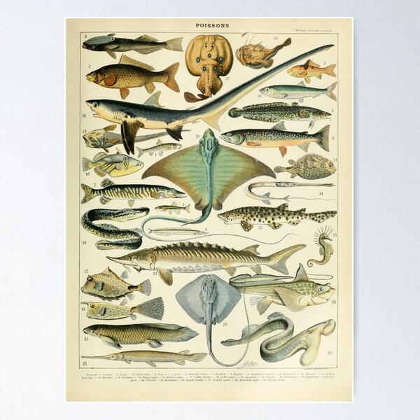 Item preview, Poissons B - Adolphe Millot designed and sold by starrylite.