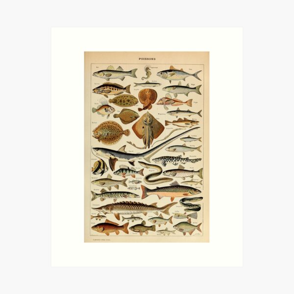 Item preview, Poissons Pour Tous - Adolphe Millot designed and sold by starrylite.