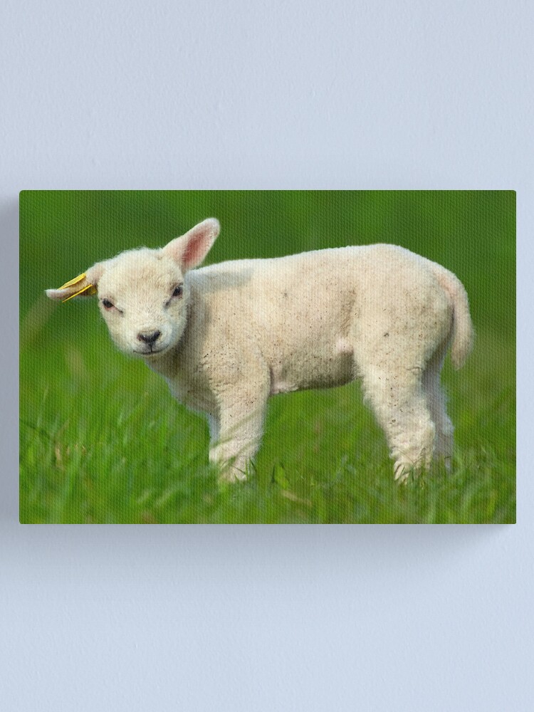 Impression Sur Toile Joli Bebe Mouton Par Enjoylife Redbubble