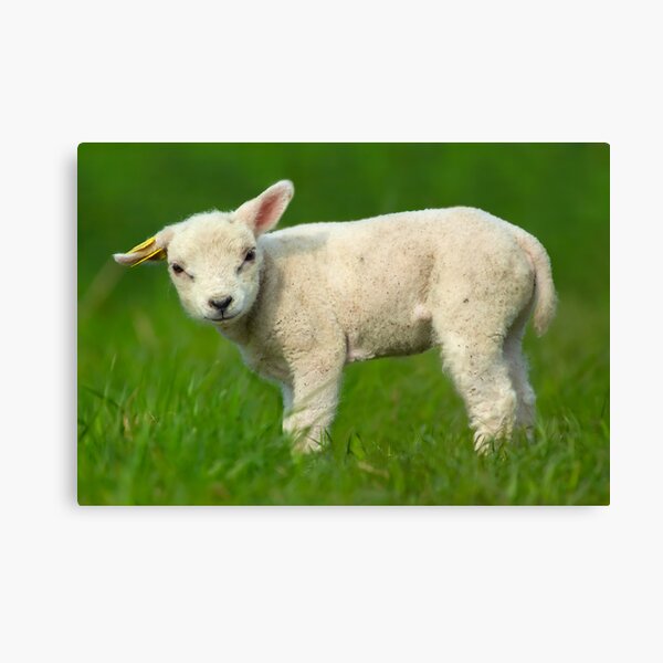 Impression Sur Toile Joli Bebe Mouton Par Enjoylife Redbubble