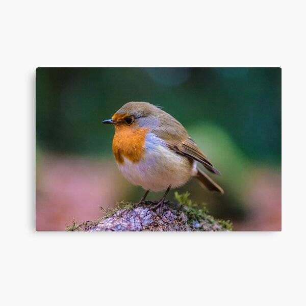 Robin Red Breast Picture Canvas Print