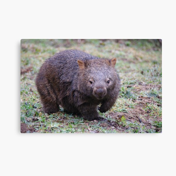 Item preview, Wombat - Vombatus Ursinus designed and sold by Liz Worth.