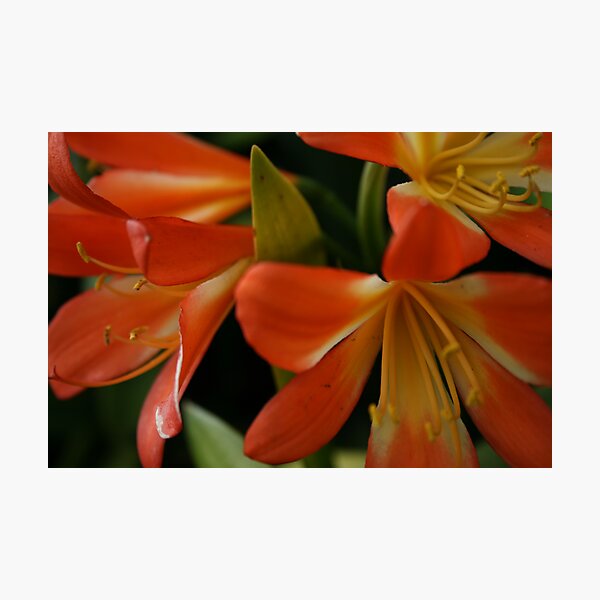 Item preview, It's orange designed and sold by Bardiebar.