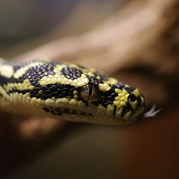 Artwork thumbnail, Diamond Python by Liz Worth