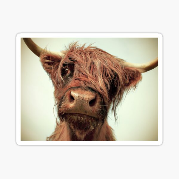 Item preview, Hairy Coo designed and sold by Paul Alsop.