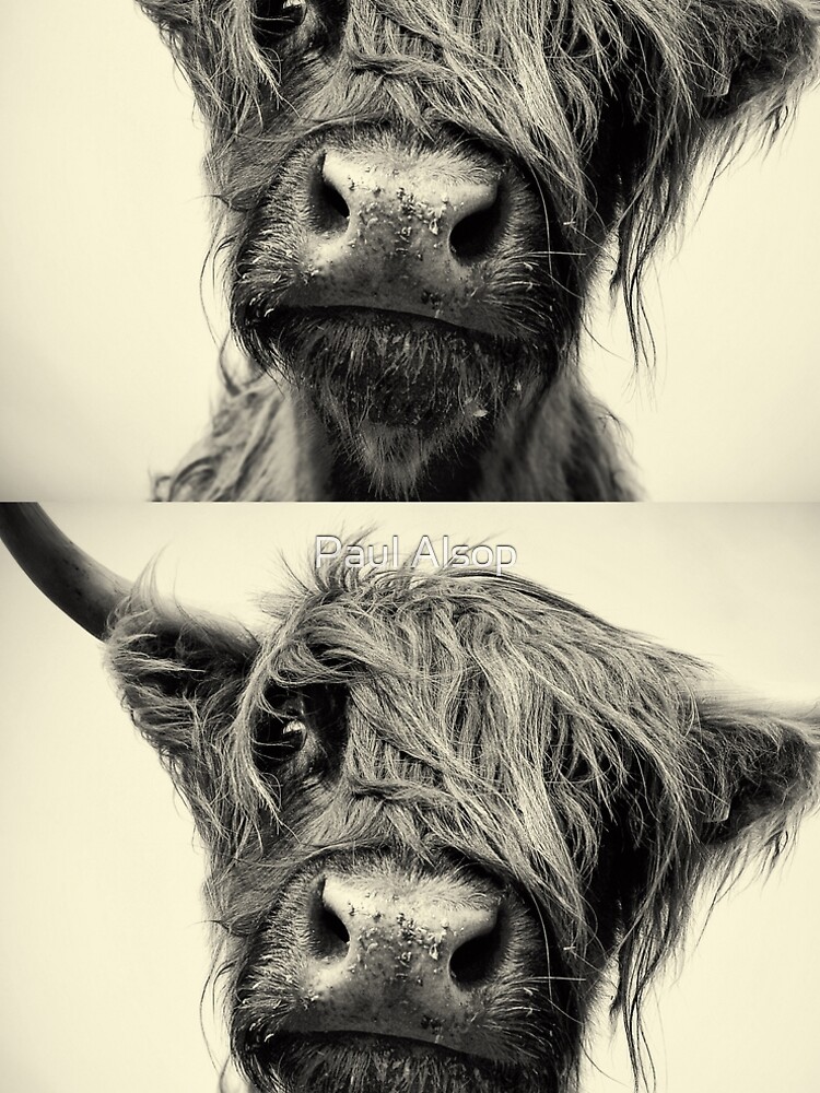 Highland Cow by PaulMAlsop