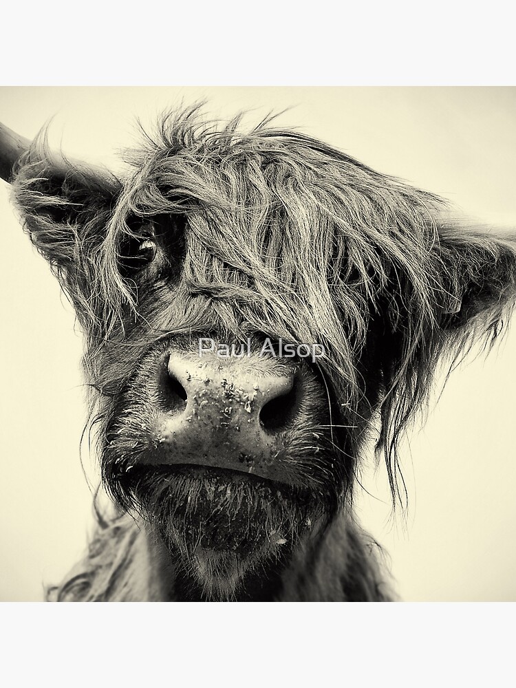 Highland Cow by PaulMAlsop