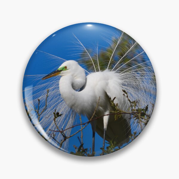 Item preview, Great Egret Feather Display designed and sold by richardbryce.