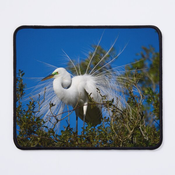 Item preview, Great Egret Feather Display designed and sold by richardbryce.
