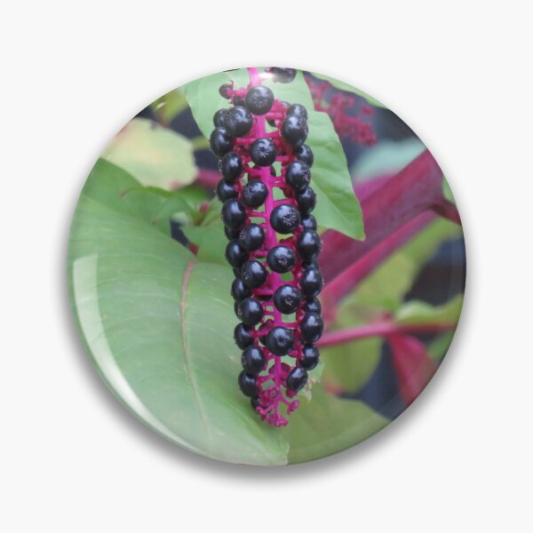 Item preview, Black pokeweed berries designed and sold by greentiger1.