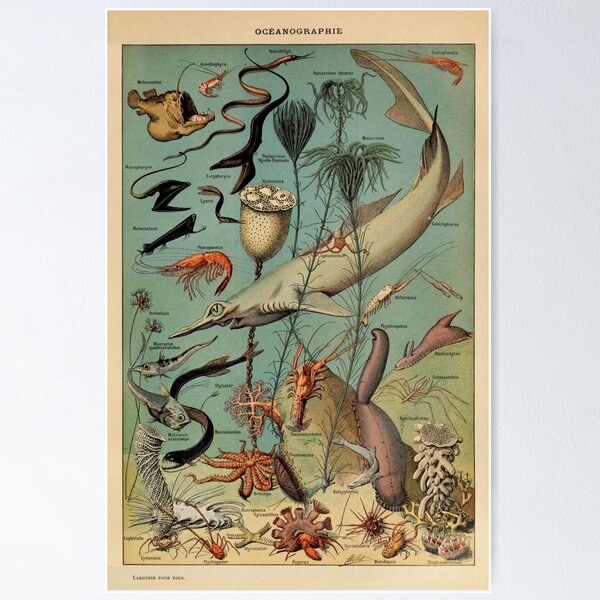 Adolphe Millot - Fleurs pour tous - French vintage poster Poster