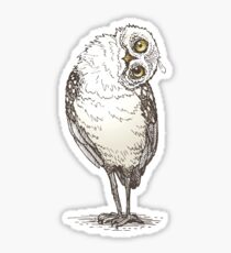 Owl Witness Sticker