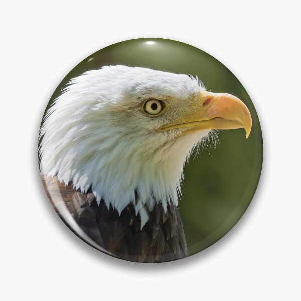 Item preview, Bald Eagle (Haliaeetus leucocephalus)  designed and sold by Andy Harker.
