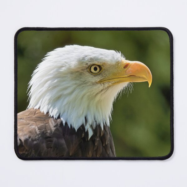 Item preview, Bald Eagle (Haliaeetus leucocephalus) designed and sold by Andy Harker.