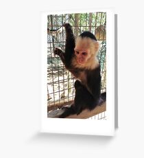 Cute Monkey Greeting Card