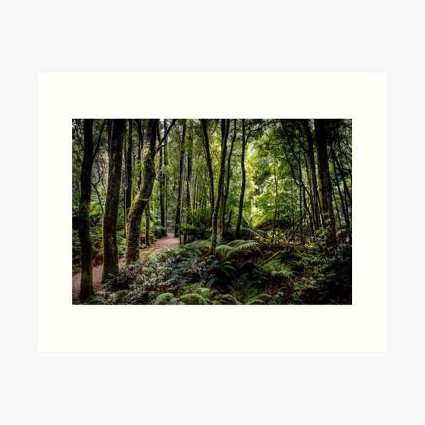Item preview, Nelson Falls Bush Walk Tasmania designed and sold by Russell Charters.