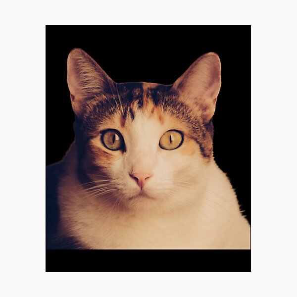 Beluga Cat Photographic Print