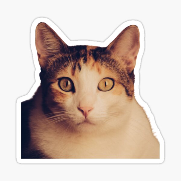 Beluga Cat Sticker for Sale by LUCKY DESIGNER