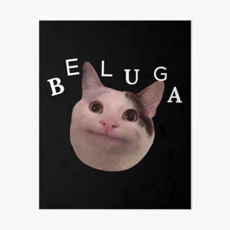 Rumores dizem que o gato beluga, conhecido como polite cat, ou