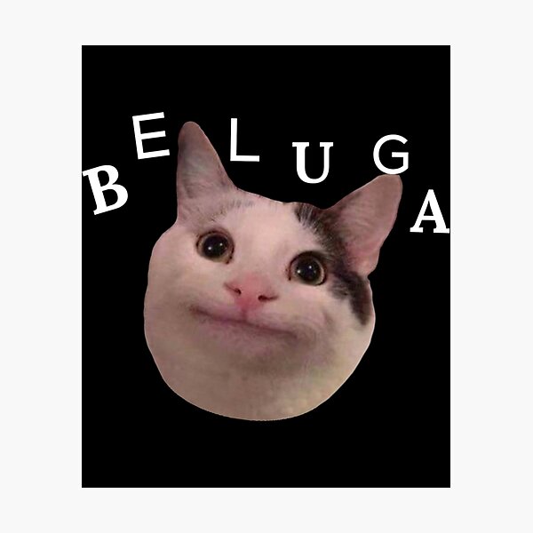 Beluga Cat Crying Photographic Prints for Sale