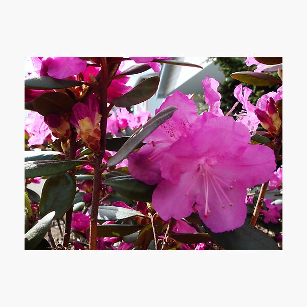 Artikelvorschau, Rhody entworfen und verkauft von Arlita Marie Moles.