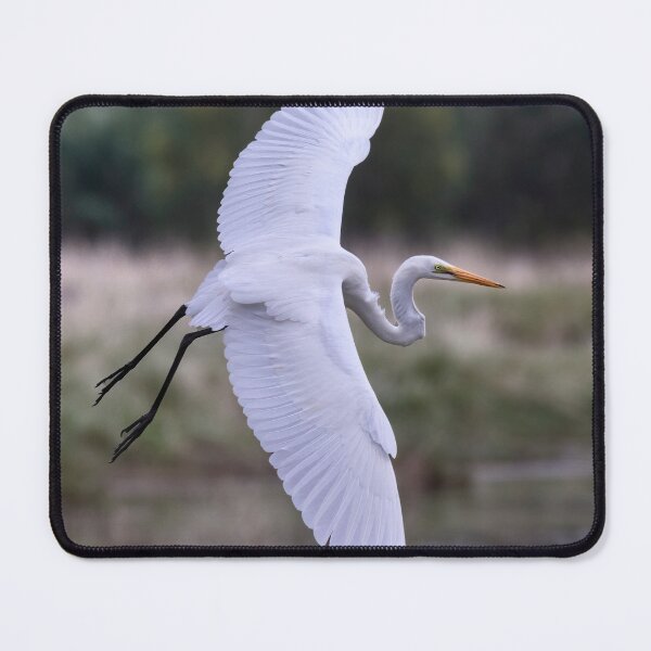 Item preview, Great egret on the wing.  designed and sold by DaveBassett.