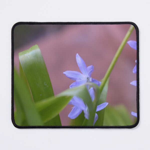 Item preview, Scilla lingulata 1 designed and sold by Furiarossa.