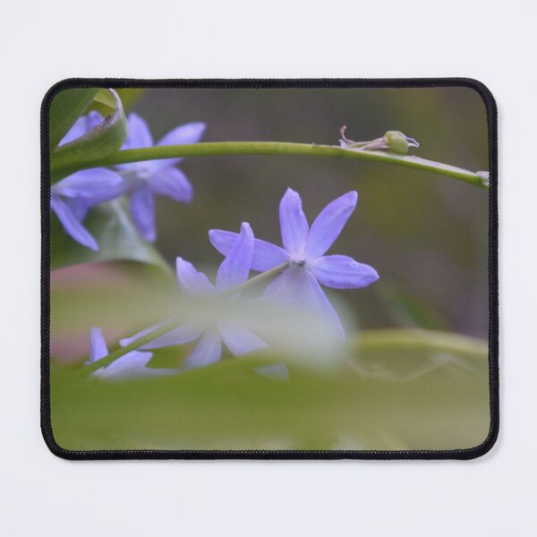 Item preview, Scilla lingulata 2 designed and sold by Furiarossa.
