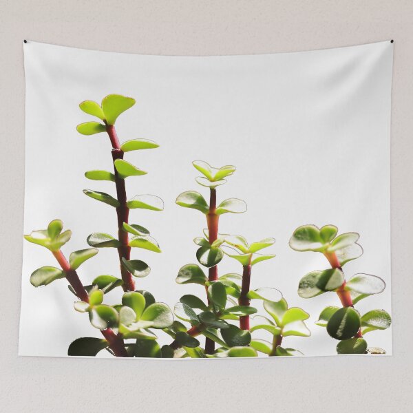 Item preview, Jade plant/Feng Shui/Lucky plant designed and sold by VeenaNair23.