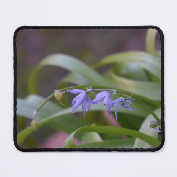 Item preview, Scilla lingulata 3 designed and sold by Furiarossa.