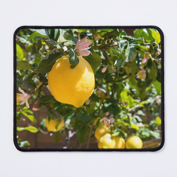 Item preview, Blooming lemon tree in the Mediterranean garden designed and sold by Adriana Mueller.