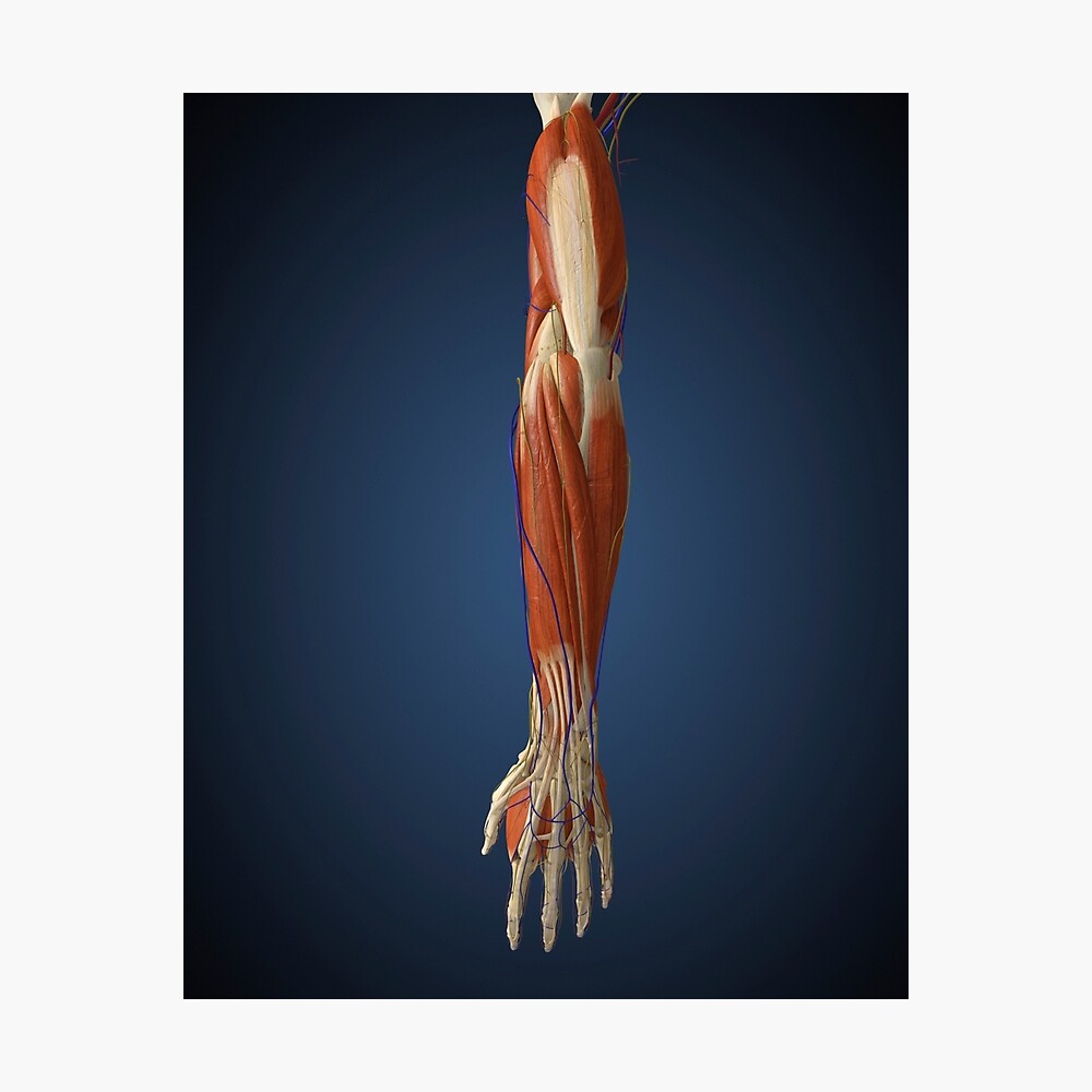 Human Arm With Bone Muscles And Nerves Photographic Print By Stocktrekimages Redbubble