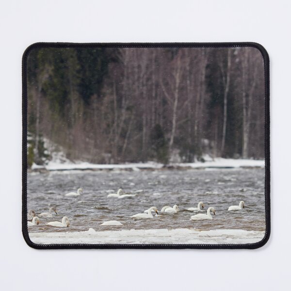 Item preview, All heads against the wind. Whooper swan designed and sold by Jouko Lehto Photography.