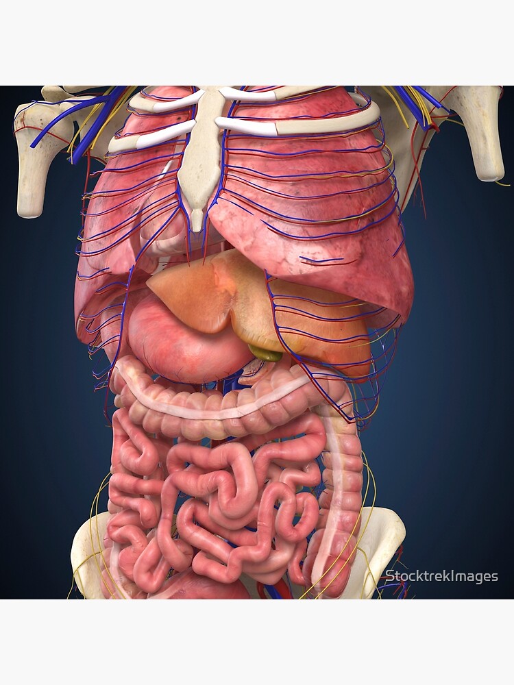 "Midsection view showing internal organs of human body ...
