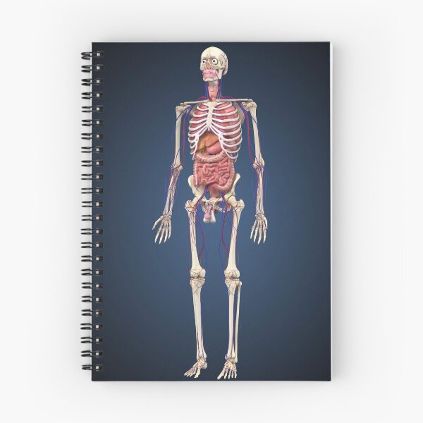 Item preview, Human skeleton with organs and circulatory system. designed and sold by StocktrekImages.