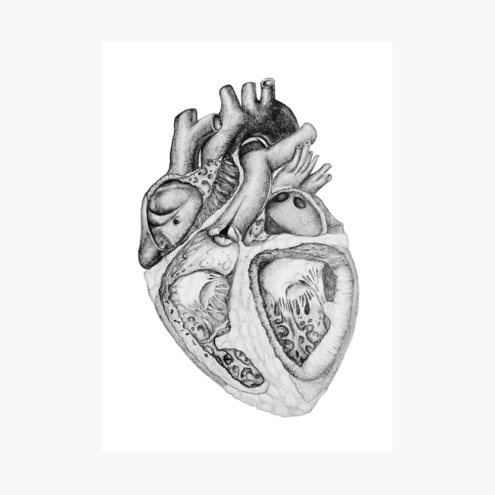 https://www.facebook.com/clairedempseyphoto #heart #drawing #sketch #art  #anatomy #biology #valentin… | Human heart drawing, Anatomical heart drawing,  Heart drawing