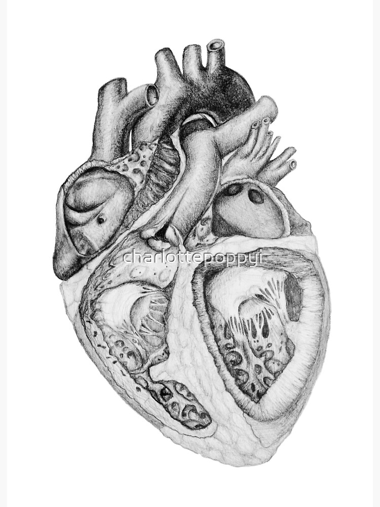 ANATOMICAL HEART DRAWINGS