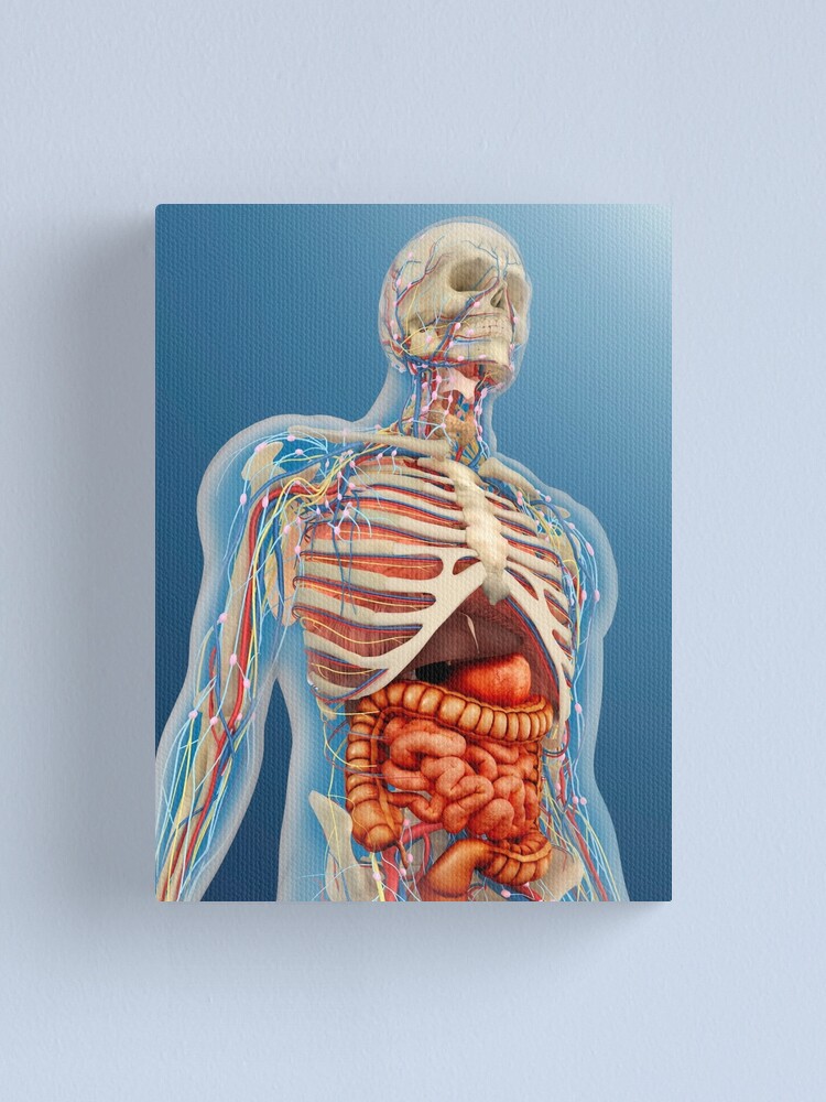 Der Menschliche Korper Mit Inneren Organen Nervensystem Lymphsystem Und Kreislaufsystem Leinwanddruck Von Stocktrekimages Redbubble