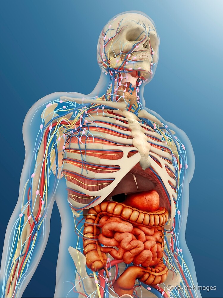 Der Menschliche Korper Mit Inneren Organen Nervensystem Lymphsystem Und Kreislaufsystem Grusskarte Von Stocktrekimages Redbubble